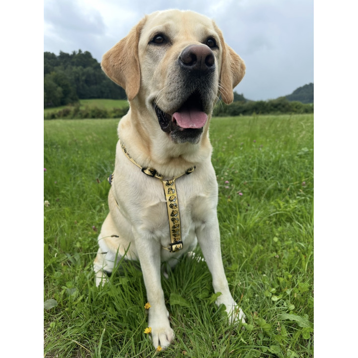 Adjustable Dog Harness -  Save the Bees Collection