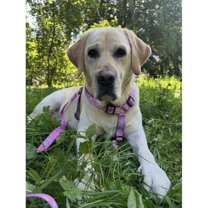 Donut Dog Harness – Dognut